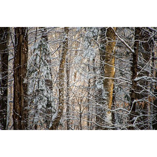 Jones, Allison 아티스트의 USA-Vermont-Morrisville-snow covered forest full of trees작품입니다.